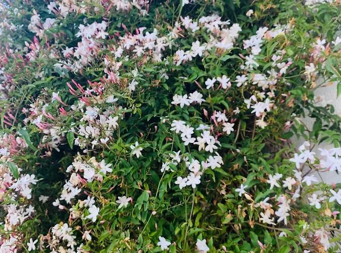 בית הארחה Belavista & Pool