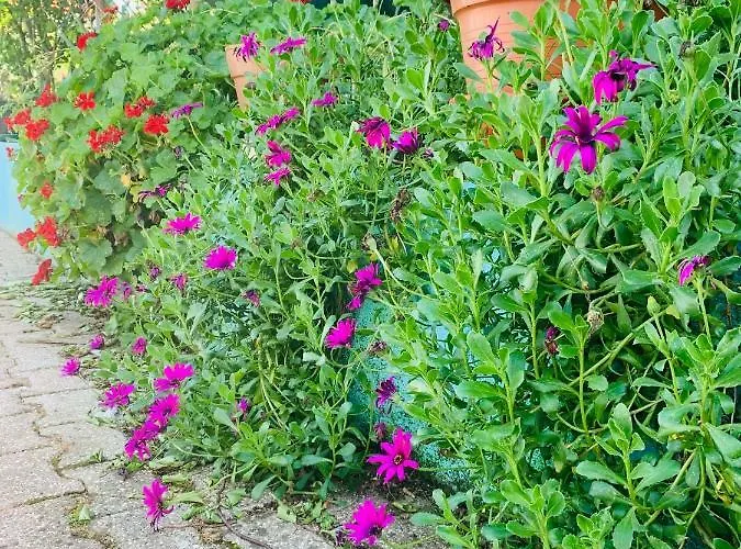 Belavista & Pool Guest house 4*